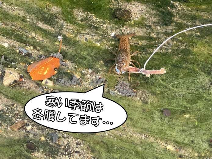 ザリガニ釣りの季節