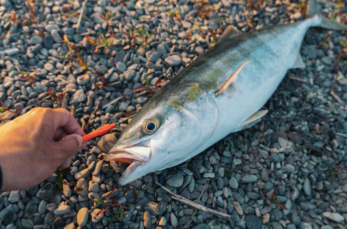 魚の締め方。釣った魚を持ち帰るベストな手順と必要な道具とは？ | TSURI HACK[釣りハック]