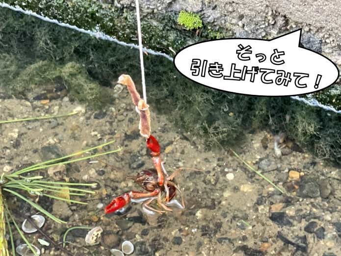 ザリガニ釣りのコツ