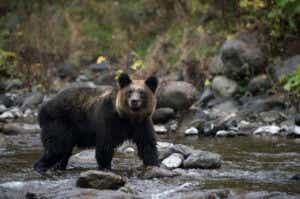 クマ対策