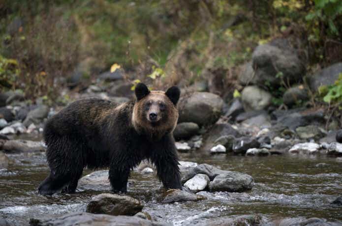クマ対策