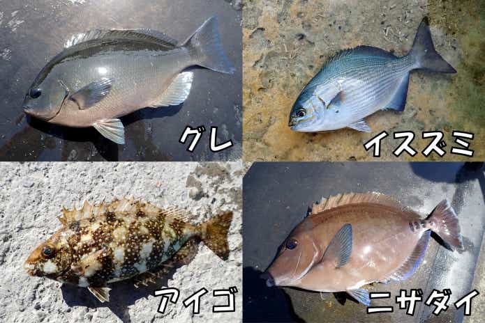 ヌカ切り 釣法 ターゲット