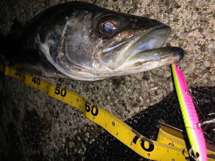 シーバス釣りを始めるのならズバリ“港湾バチ抜け”がベストです