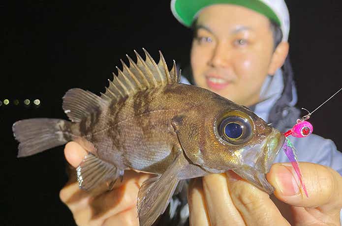 艶カブラでメバル