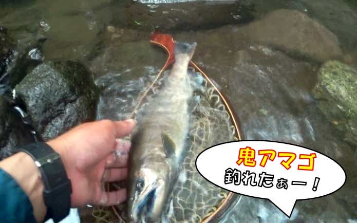 鮎沢川　鬼アマゴ