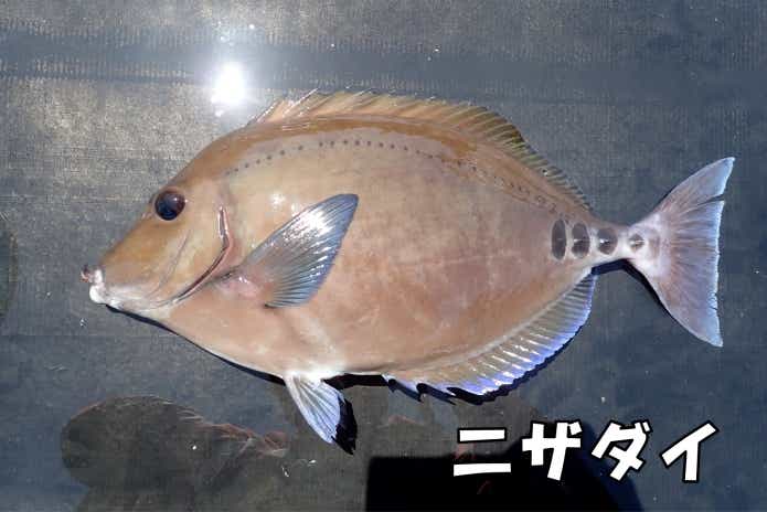 サンノジ　ニザダイ