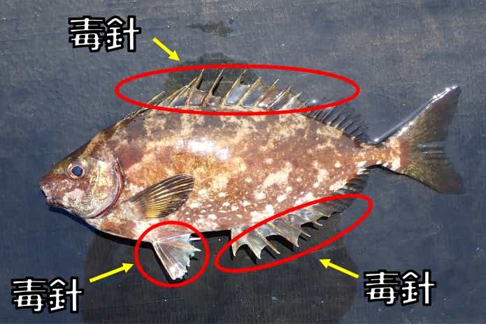 アイゴの毒針の図