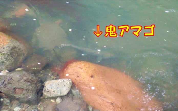 鮎沢川　鬼アマゴ