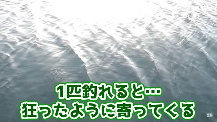 パニックサビキ　実釣