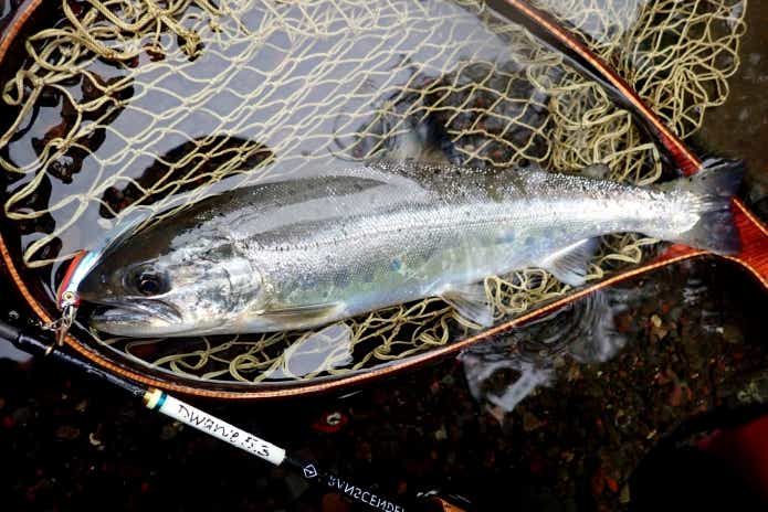 鮎沢川　鬼アマゴ