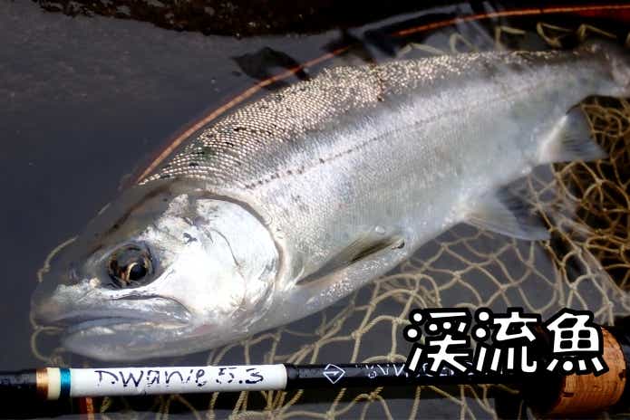 梅雨　渓流魚