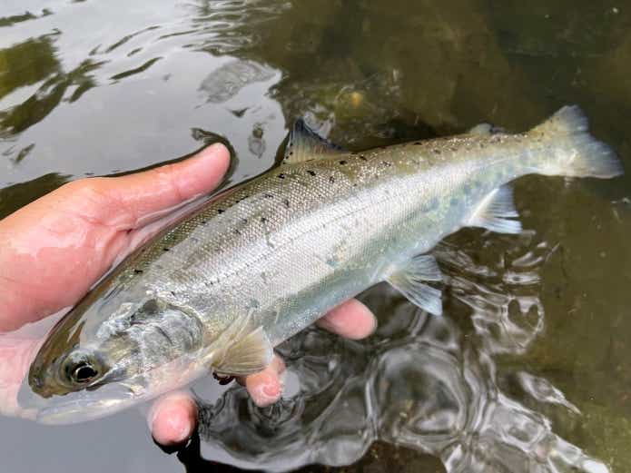 銀ピカアマゴ　鮎沢川