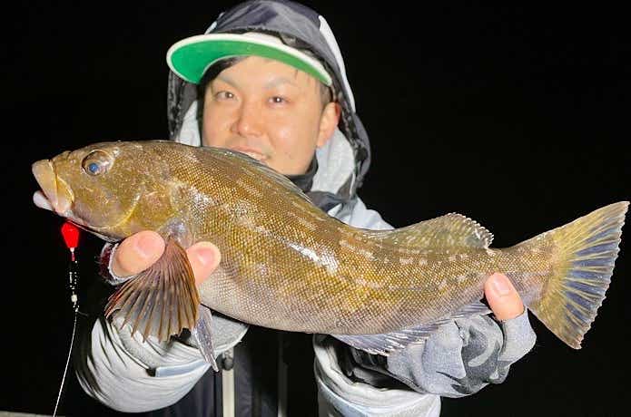 夜に釣れたアイナメ