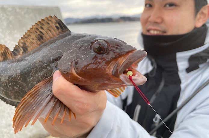 ブラクリで釣れたアイナメ