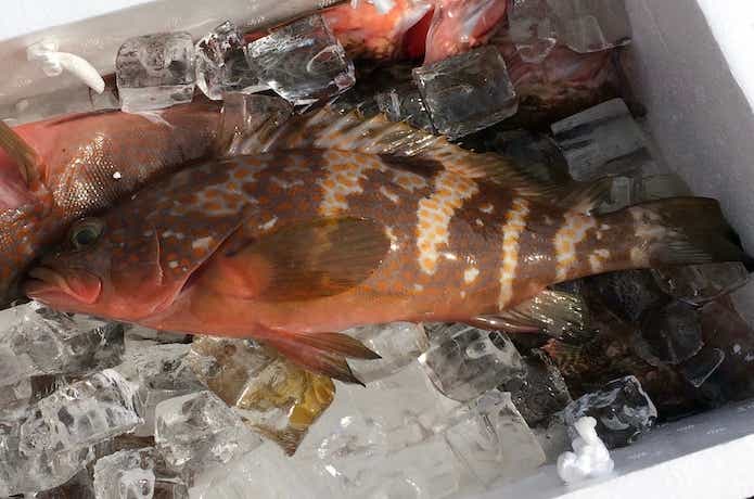 キジハタはワームで簡単に釣れます！釣り方&おすすめのワームを