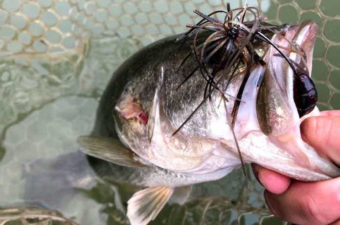 ドライブビーバー　ボトムでも釣れる