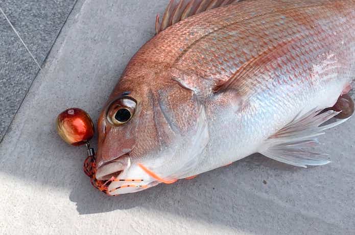タイラバで釣ったタイ
