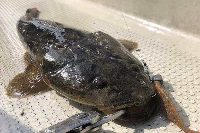マゴチ