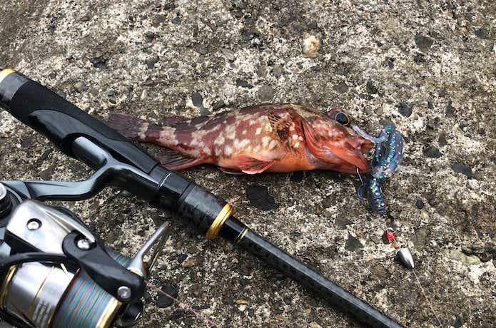 キジハタのワーム釣りの画像