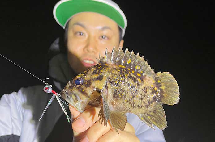 艶カブラでオウゴンムラソイ