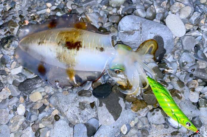 エギで釣れたアオリイカ