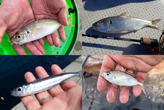 サビキ釣り　いろいろな魚が釣れる