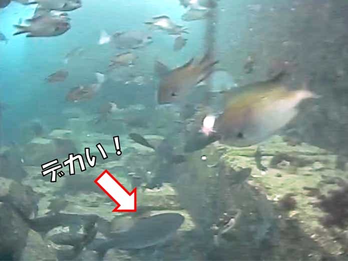 餌取り 水中映像