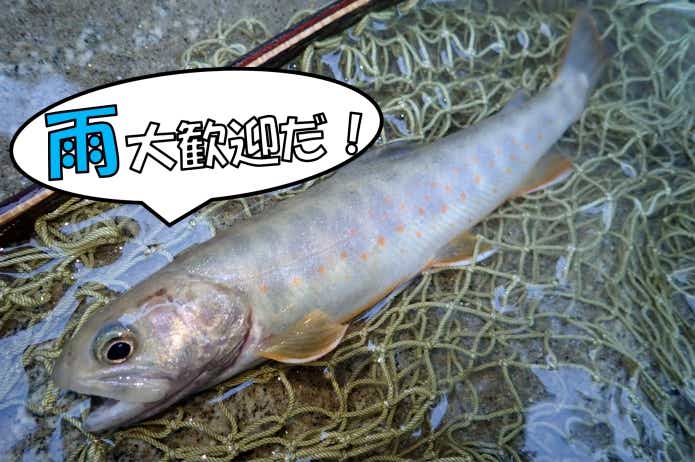 雨　釣れる　魚
