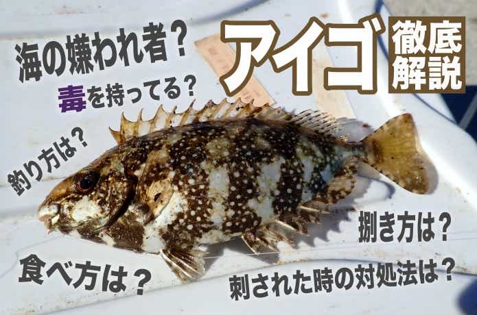 アイゴの食べ方＆釣り方を伝授！ 刺された時の対処法など、堤防の有名毒魚を怪魚ハンターが解説