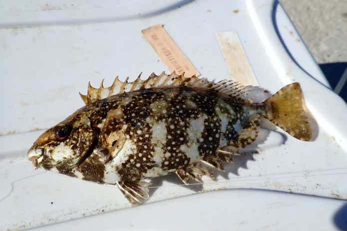 釣ったアイゴ