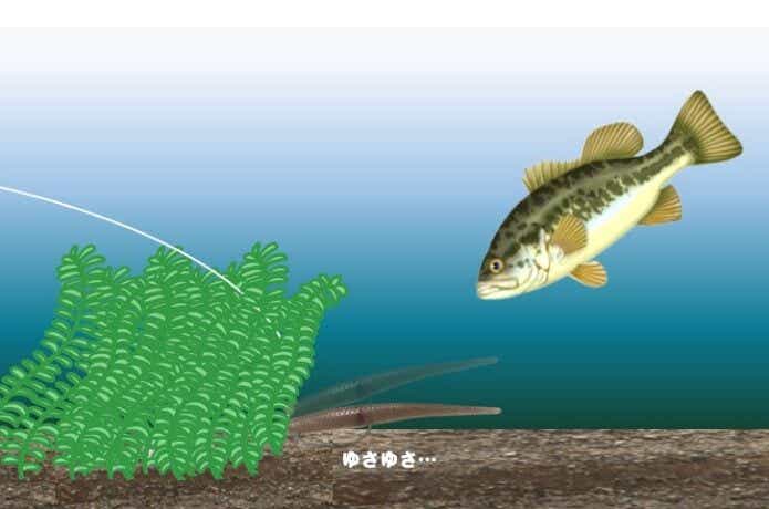ウィード