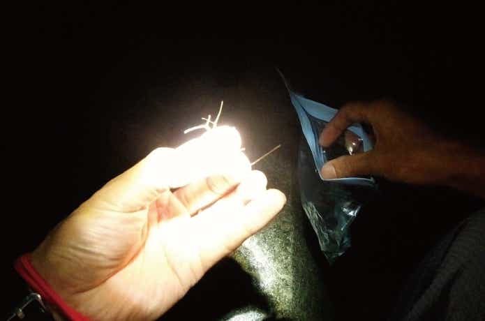 フナムシ　釣り