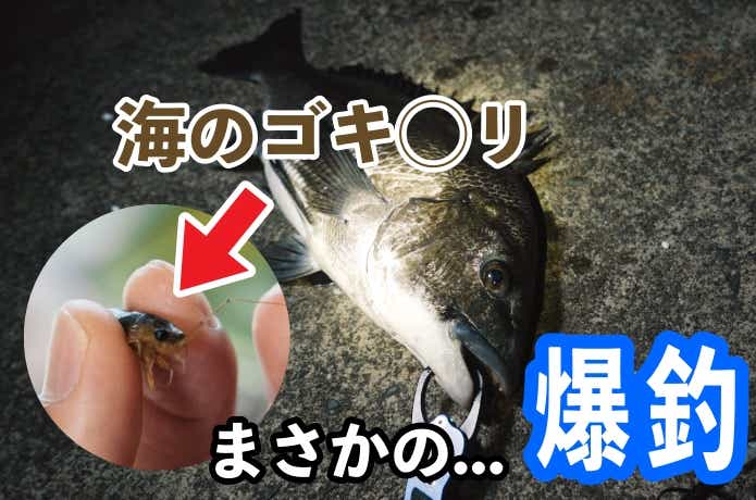 フナムシを捕まえてエサ釣りしてみたら……なんと五目釣りも夢じゃないほど、驚愕の“釣れっぷり”。 | TSURI HACK[釣りハック]