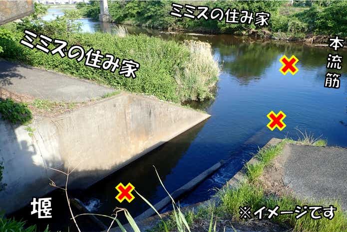 川ウナギ釣り　ドバミミズ　エサ