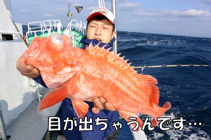 赤魚　アコウダイ