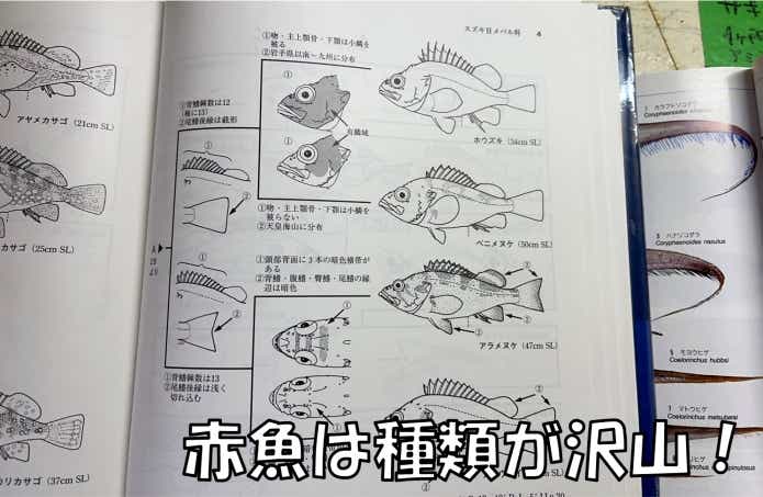 赤魚　種類