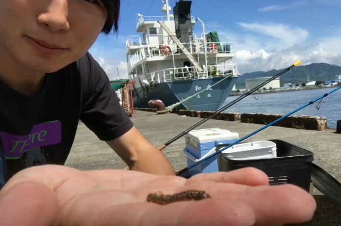 ハゼ釣りのえさ