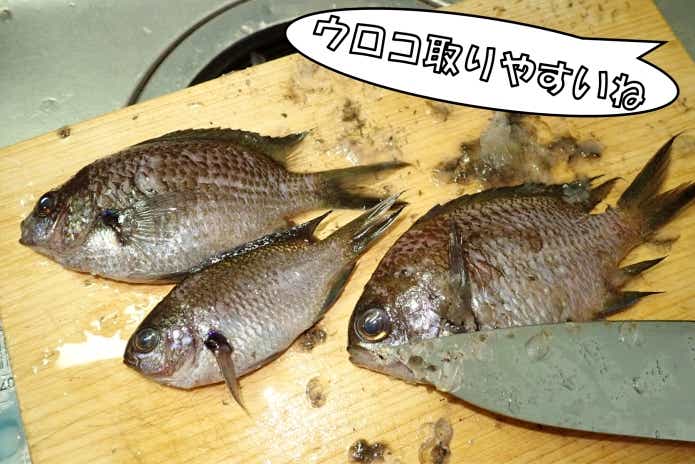 スズメダイ　鱗とり