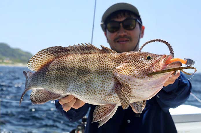 ボートロックで釣れたオオモンハタ