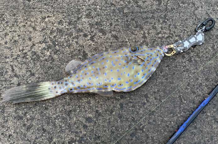 釣武者のフィッシュグリップとソウシハギ