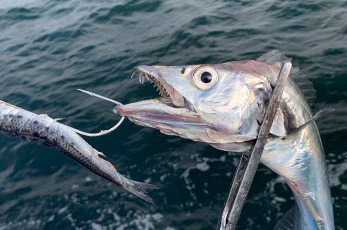 ヱヴァンゲリヲン 魚掴み器（OCEAN PERFORMER NEZAKANA TAISHO）