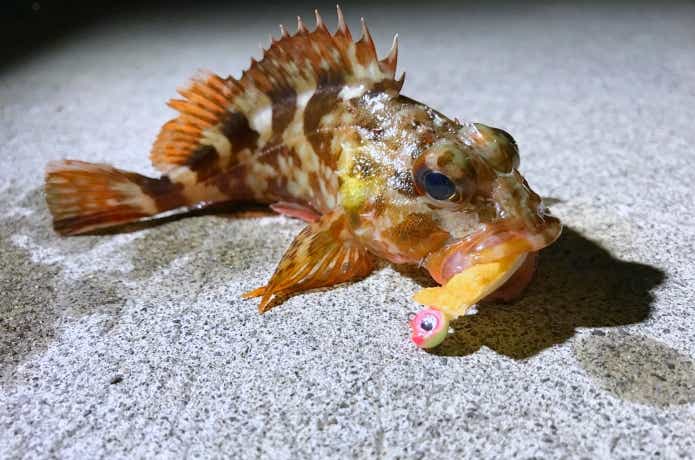 カサゴ釣りのエサ