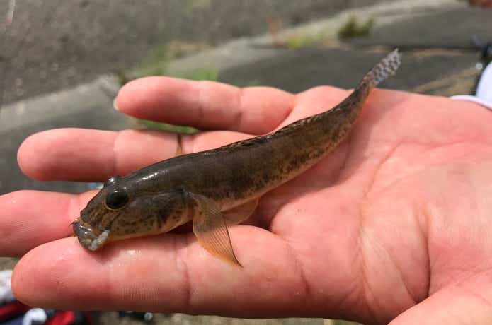 ハゼ釣り