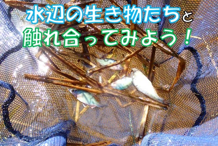 ガサガサ　魅力