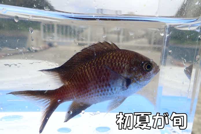 スズメダイ　旬