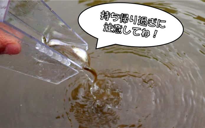 ガサガサ　生物　逃す