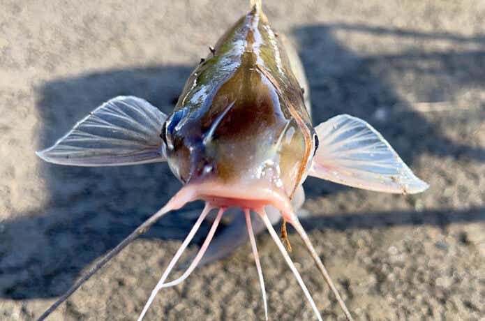アメリカナマズ　釣り