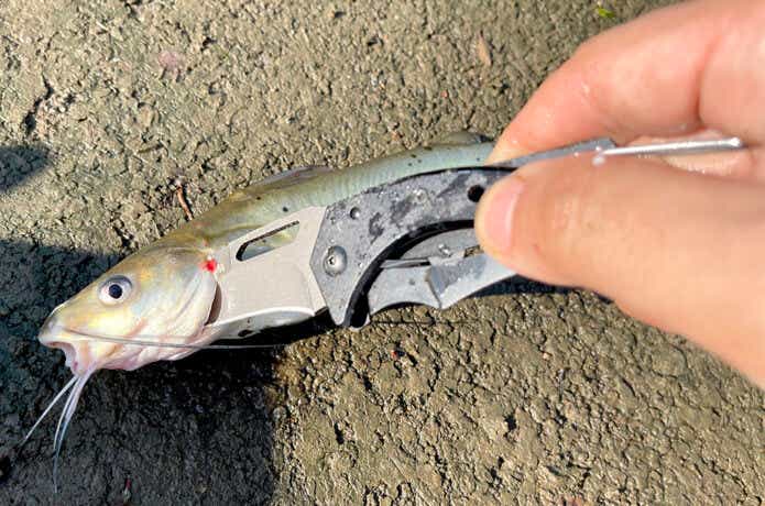 アメリカナマズ　釣り