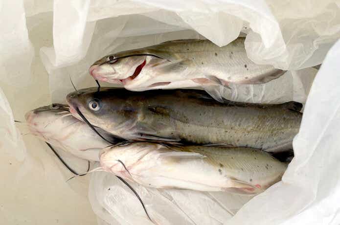 アメリカナマズ　釣り