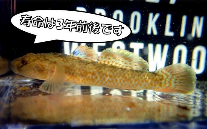 ヨシノボリ　寿命